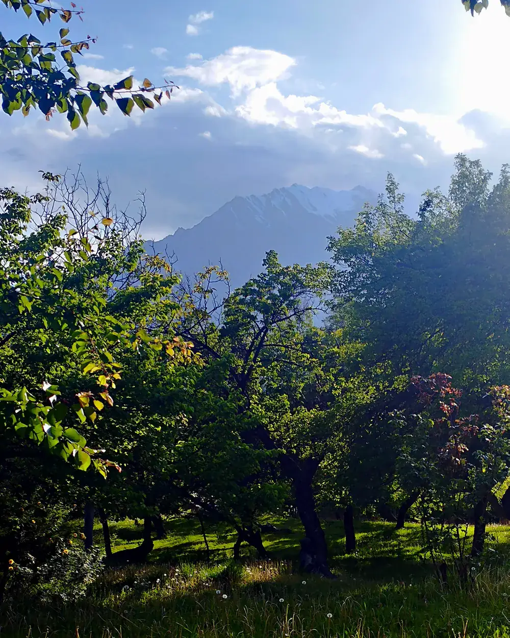 Orchards below the peaks of Hunza
