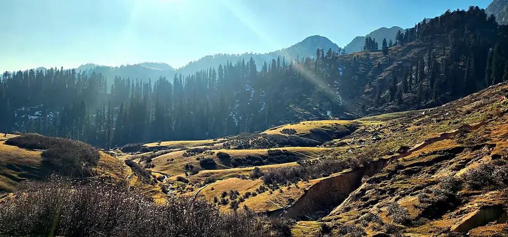 Golden meadows and pines at Gabeen Jabba