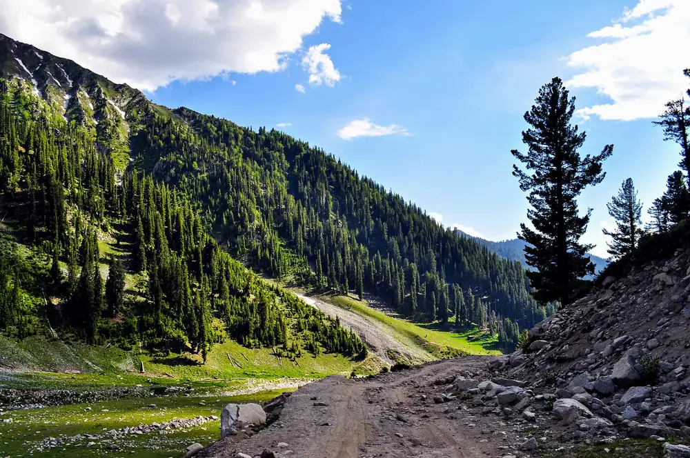 A jeep track climbing through the Kumrat forest