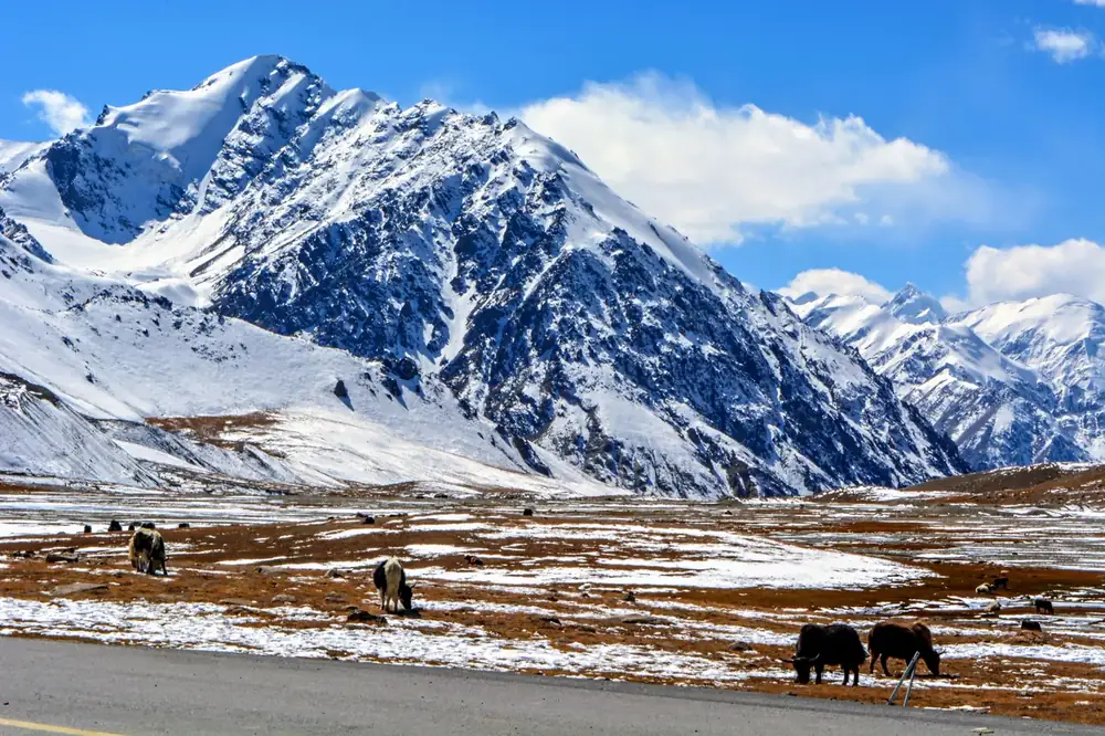 Yaks grazing on the Deosai plains