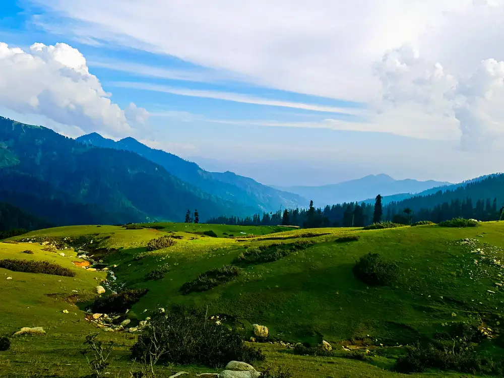 Green meadows running to the tree line